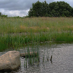 photo "Before a rain"