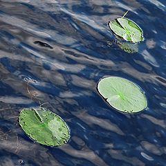 фото "Three swimmers"