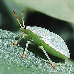 photo "Emerald battleship"