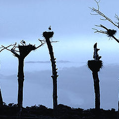 фото "Condominium of stork"