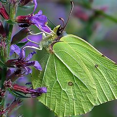 photo "Butterfly 2"