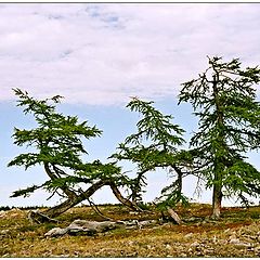 photo "three graces"