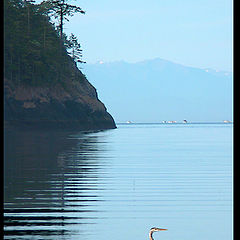 photo "Heron #3"