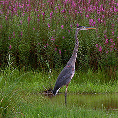 фото "Blue Herron"