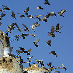 фото "Lunch time"