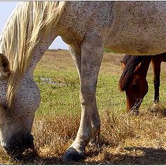 photo "Horses ..."