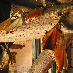 photo "dryed fish"