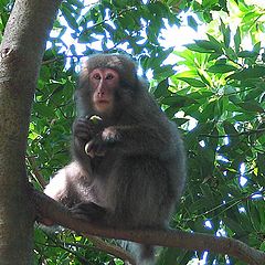 photo "Monkey Business"