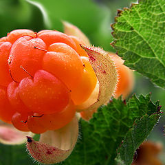 photo "Cloudberries"