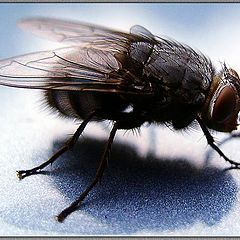 photo "Fly-2"