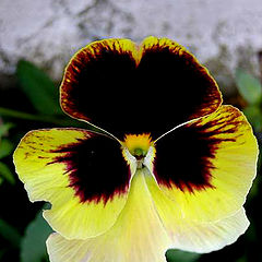 photo "*My pansies*"