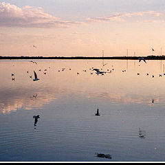 photo "Reflections"