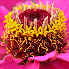 photo "Flower PIE (for Gourmets)"