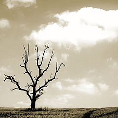 photo "trying to reach the sky"