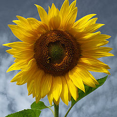 photo "Sunflower"