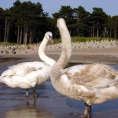 photo "Swans"