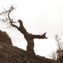photo "Singer Tree"