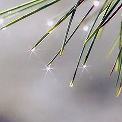 photo "Sparkles in the mist"