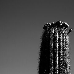 photo "mother cactus"