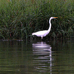 фото "Great Egret"