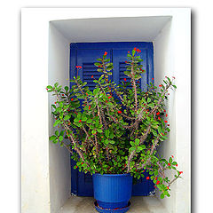 photo "The blue pot"