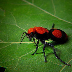 фото "Cow Killer Ant"