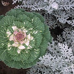 фото "The Cabbage"