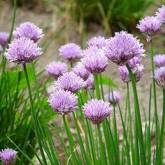 photo "Violet onion"