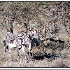 photo "Zebra`s"