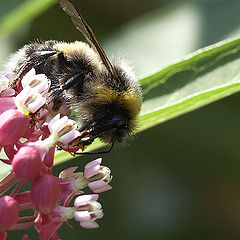 photo "bumble-bee on asclepias"