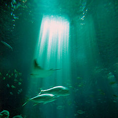 photo "~~~oceanarium~~~"