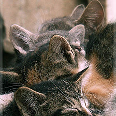 photo "Sleeping"