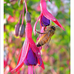 photo "Fuscia friend #2"