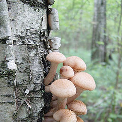 photo "The first honey agarics - amicable guys..."