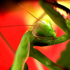 photo "portrait piligrimage"