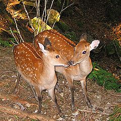 photo "Kissing Sisters"