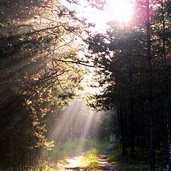 photo "Morning in a wood"