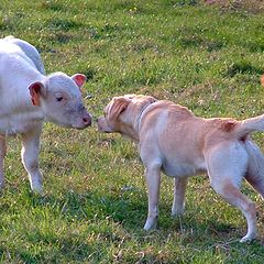 фото "Labrador and calf."
