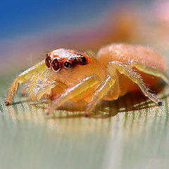 photo "Little Hopper Spider"