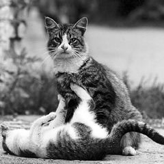 photo "Animal game"