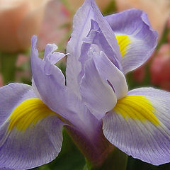 photo "Iris"