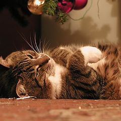 photo "Cat under a fur-tree"