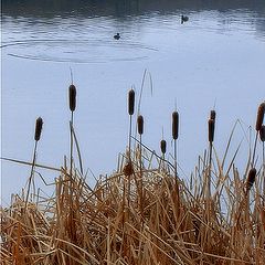 photo "A pond"