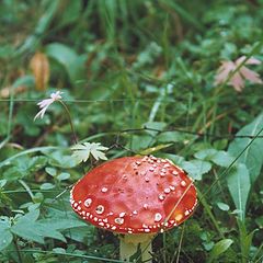 photo "Red flyagaric"