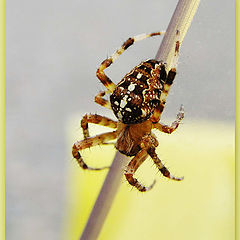 фото "SPIDER"