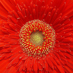 photo "The Gerber`s Heart"