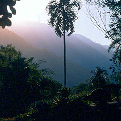 фото "Botanic Garden - Rio de Janeiro"