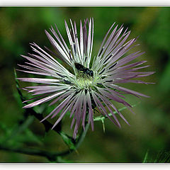 photo "The visitor"