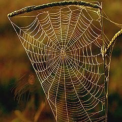 фото "The Harp in the Forest"