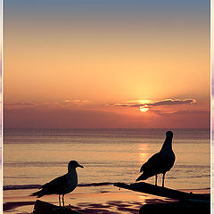 photo "Two sea gulls"